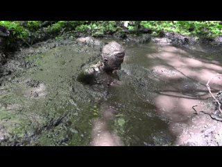 stella stuck in mud